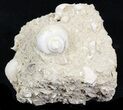 Eocene Fossil Gastropod (Globularia) - Damery, France #32430-2